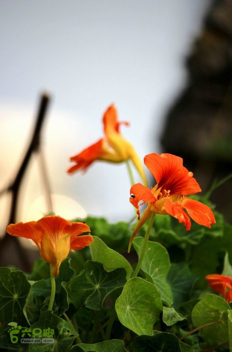 摩旅云南罗平-广西沿边公路（第四天丘北普者黑-广南县-富宁）_MG_7271