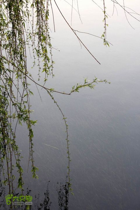 摩旅云南罗平-广西沿边公路（第四天丘北普者黑-广南县-富宁）_MG_7272