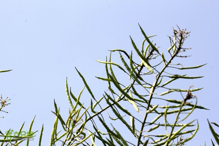 摩旅云南罗平-广西沿边公路（第三天.隆林-兴义-罗平-丘北） _MG_7137