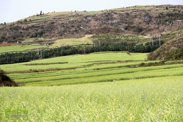 摩旅云南罗平-广西沿边公路（第三天.隆林-兴义-罗平-丘北） _MG_7140