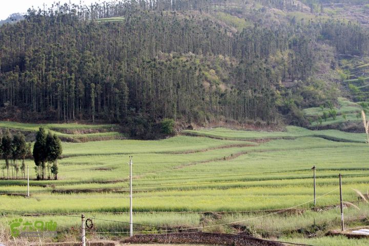 摩旅云南罗平-广西沿边公路（第三天.隆林-兴义-罗平-丘北） _MG_7149