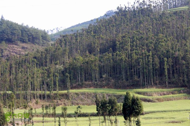 摩旅云南罗平-广西沿边公路（第三天.隆林-兴义-罗平-丘北） _MG_7152