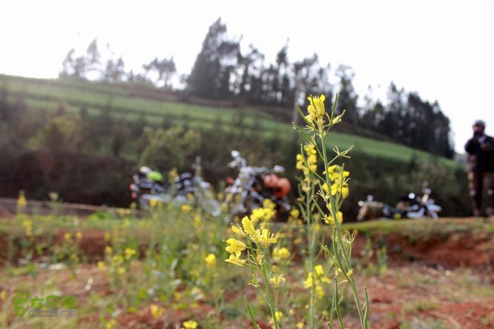 摩旅云南罗平-广西沿边公路（第三天.隆林-兴义-罗平-丘北） _MG_7156