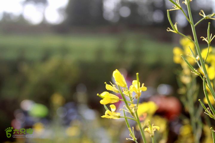 摩旅云南罗平-广西沿边公路（第三天.隆林-兴义-罗平-丘北） _MG_7157