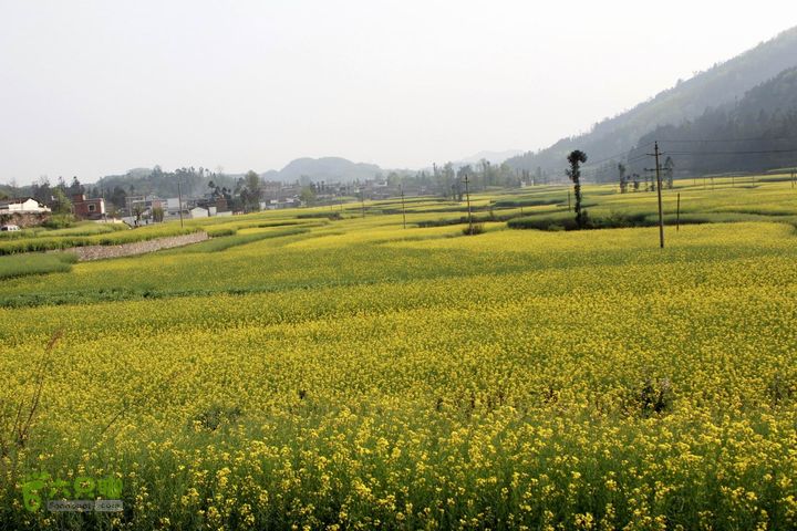 摩旅云南罗平-广西沿边公路（第三天.隆林-兴义-罗平-丘北） _MG_7158