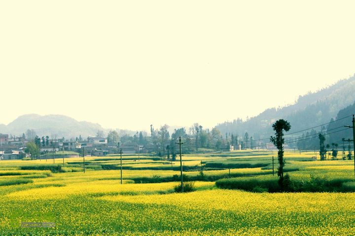 摩旅云南罗平-广西沿边公路（第三天.隆林-兴义-罗平-丘北） _MG_7159