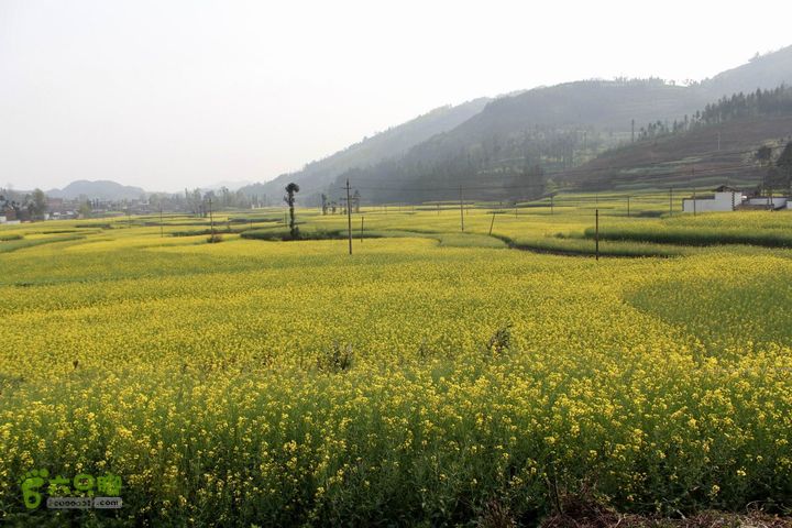 摩旅云南罗平-广西沿边公路（第三天.隆林-兴义-罗平-丘北） _MG_7160
