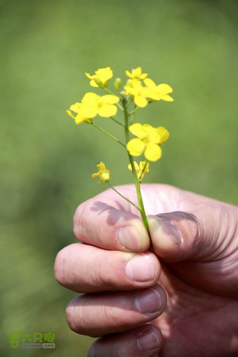 摩旅云南罗平-广西沿边公路（第三天.隆林-兴义-罗平-丘北） _MG_7165
