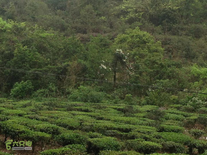 江门古兜狮子口至西坑2013-03-23 17:06:59