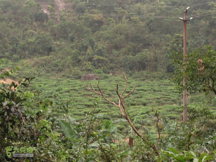 江门古兜狮子口至西坑2013-03-23 17:06:02