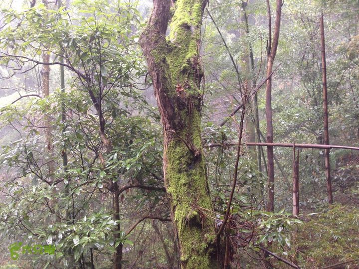 女豪杰雨中溯溪攀岩，宜春洪江-山峰-木坪-大垄坑-古庙洪江玉京山-28