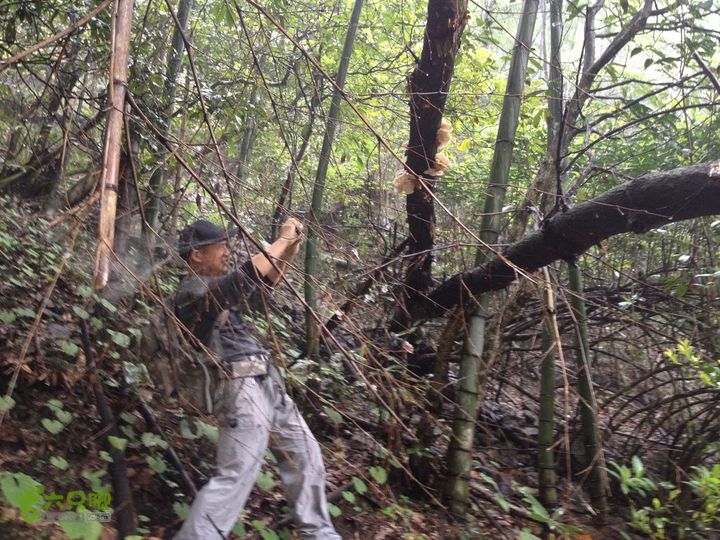 女豪杰雨中溯溪攀岩，宜春洪江-山峰-木坪-大垄坑-古庙洪江玉京山-29