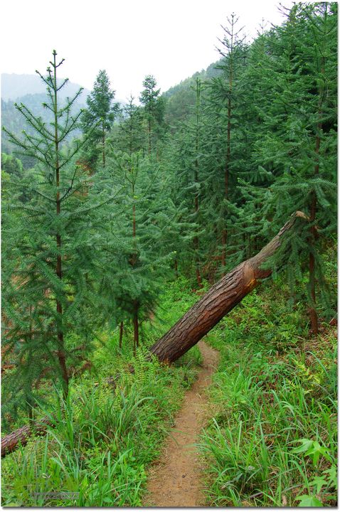 （新宁）崀山八角寨-双江-深冲-三十六湾-双江-石田再生林