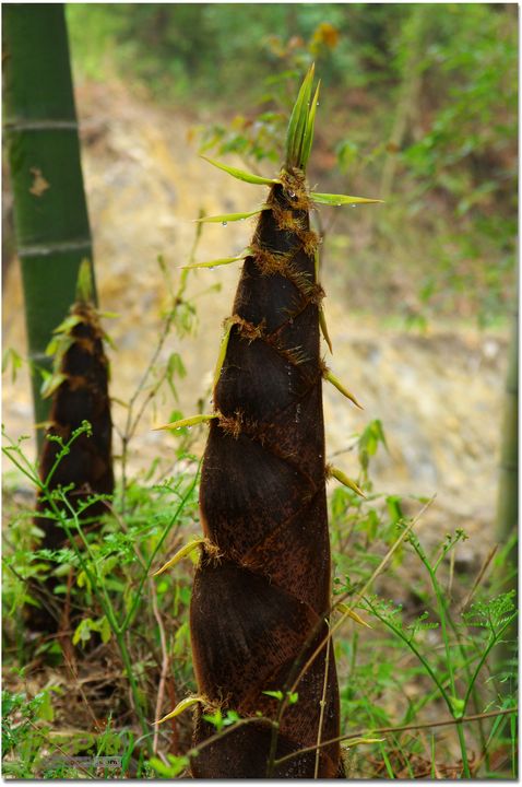 （新宁）崀山八角寨-双江-深冲-三十六湾-双江-石田018