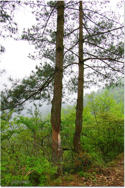 （新宁）崀山八角寨-双江-深冲-三十六湾-双江-石田019