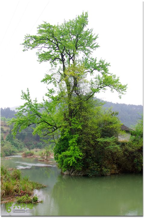 （新宁）崀山八角寨-双江-深冲-三十六湾-双江-石田026