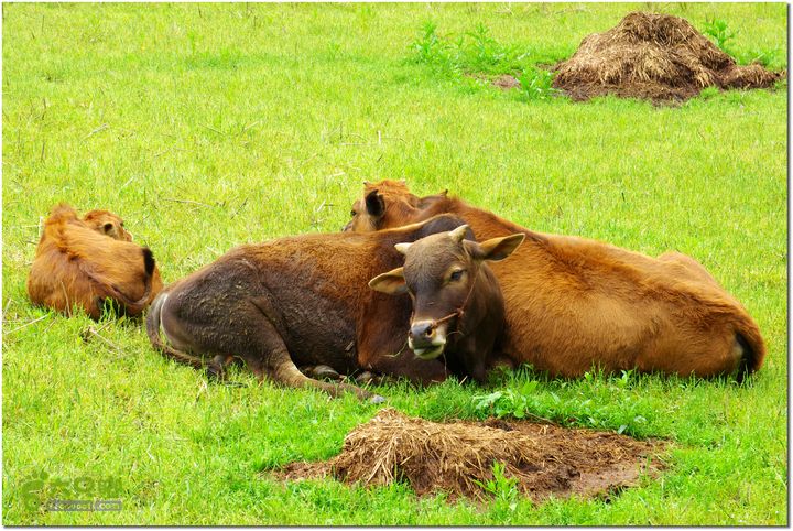 （新宁）崀山八角寨-双江-深冲-三十六湾-双江-石田031