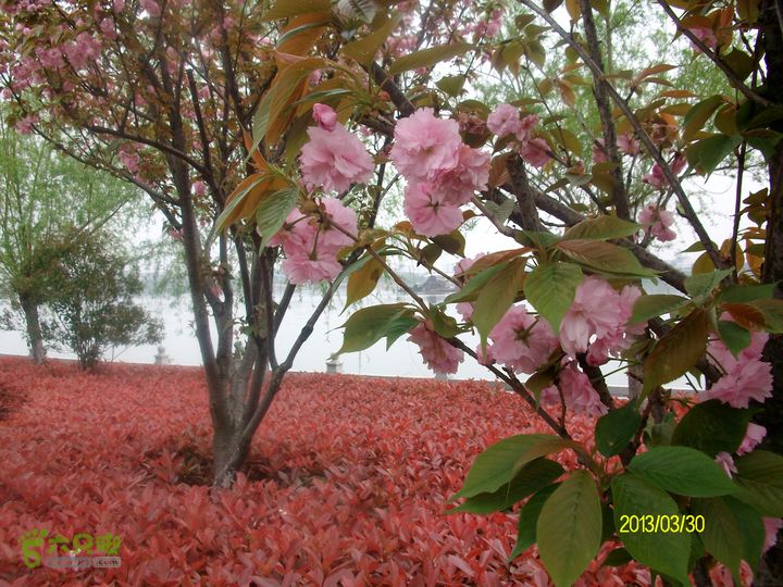 樱花公园到广丰路口