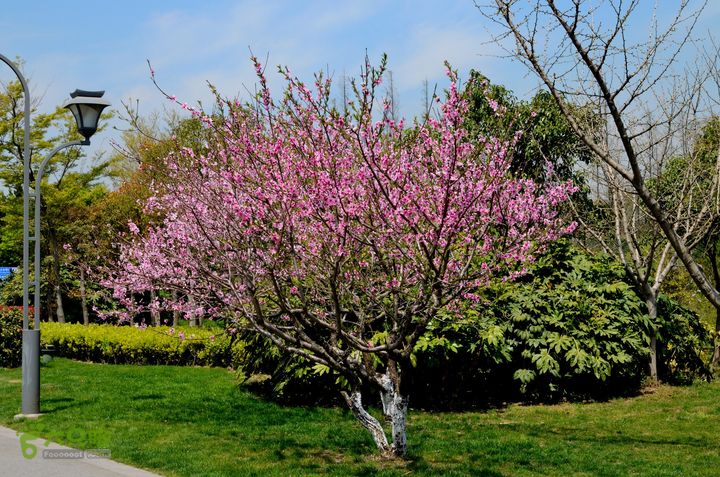 苏南通 南通启秀中学-园博园远足@130403 20130403_114046