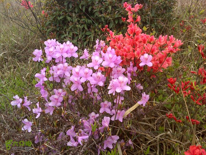 西塔山水塘山白云尖凤凰山DSC00144