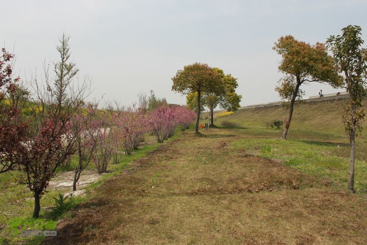 三甲港海堤IMG_2352