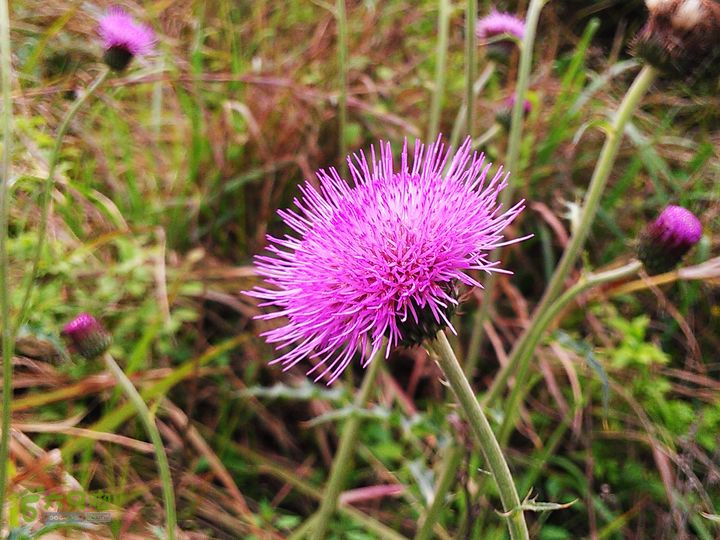 访廉村古村、走廉岭古道IMAG8252