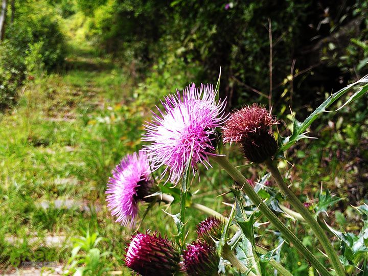 访廉村古村、走廉岭古道IMAG8292