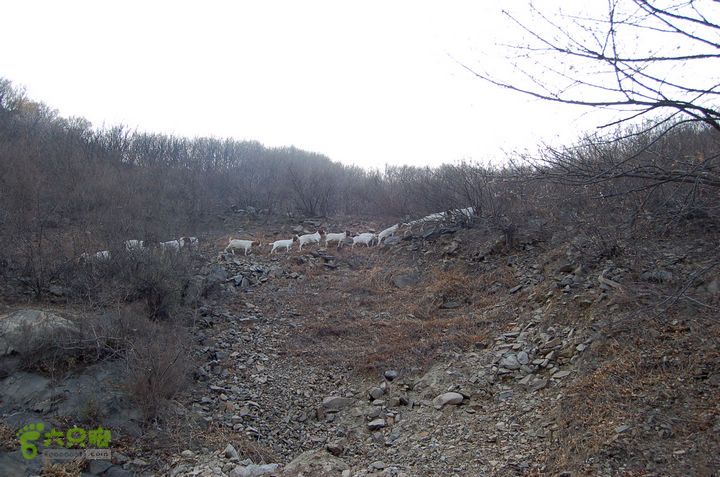 泗马沟-猫耳山-车厂穿越山上的山羊