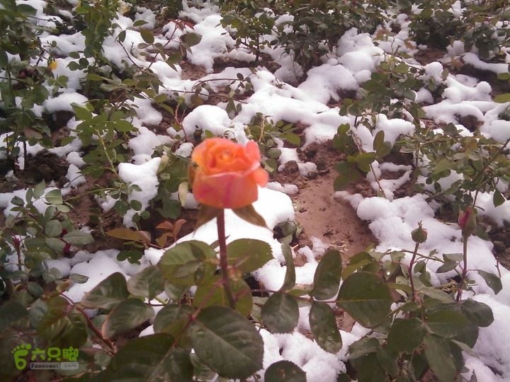 谷雨时节雪纷飞的故事（2013-4-20）抱怨雪的冷酷没有用，自强不息能给我战胜退却枯萎的正能量。