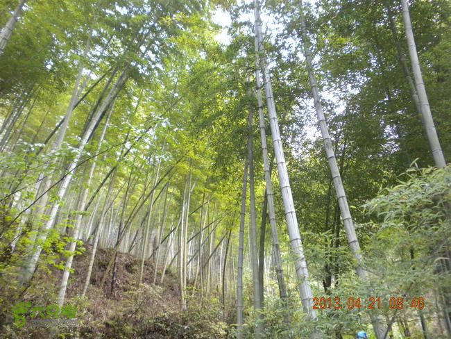 徽开古道（岭上-白际-严池-泰夏）徒步航迹SCN3638