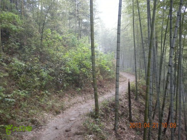 徽开古道（岭上-白际-严池-泰夏）徒步航迹SCN3650