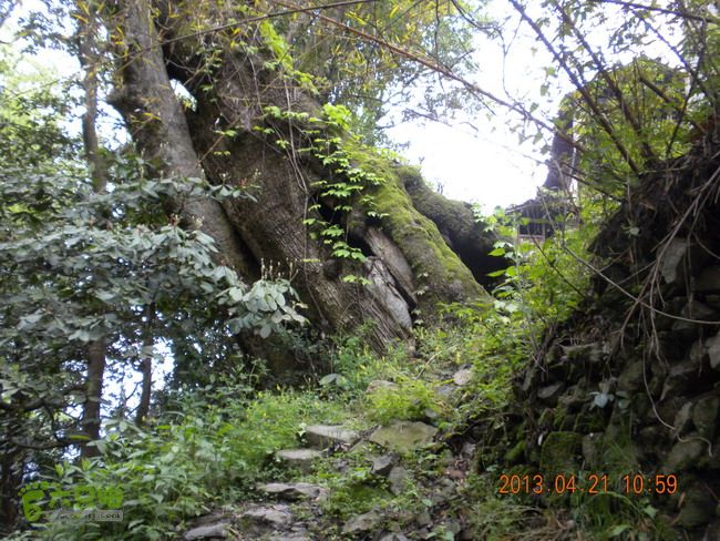 徽开古道（岭上-白际-严池-泰夏）徒步航迹项山村古树