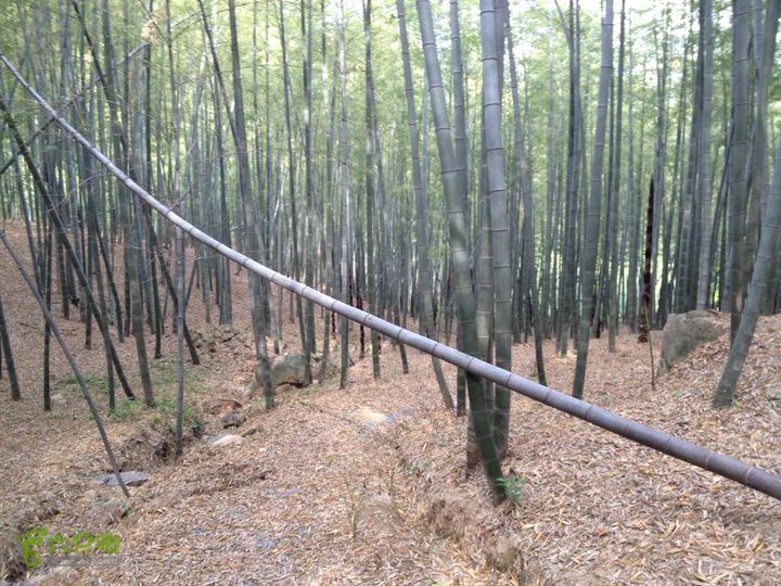 越野跑栲栳登山步道IMG_0588