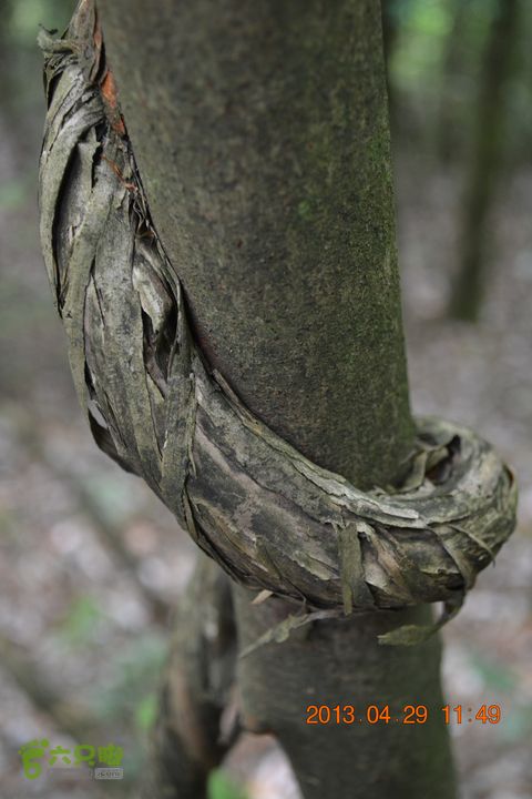 禅都谒仰山栖隐寺，观山水登顶集云峰DSC_0135