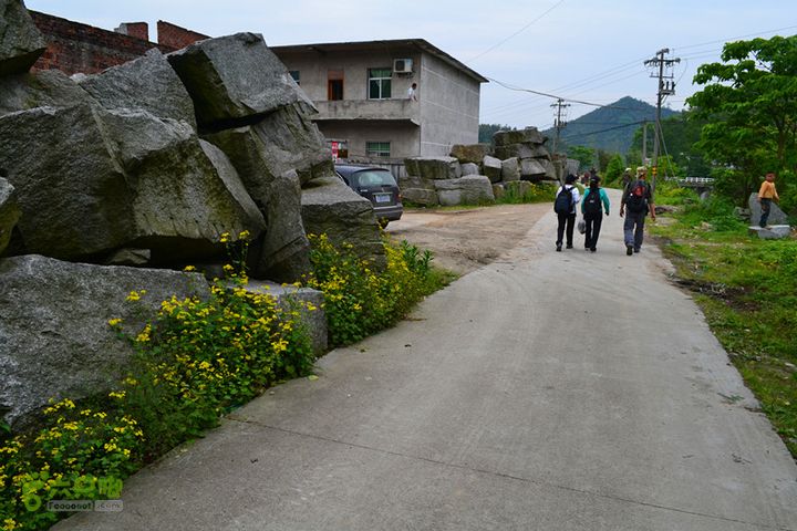 玉京山寻访华木莲（5月4日大理石工厂，因为乡间野花，也不至碍眼