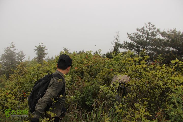 行走在玉京山脊看映山红遍IMG_2973