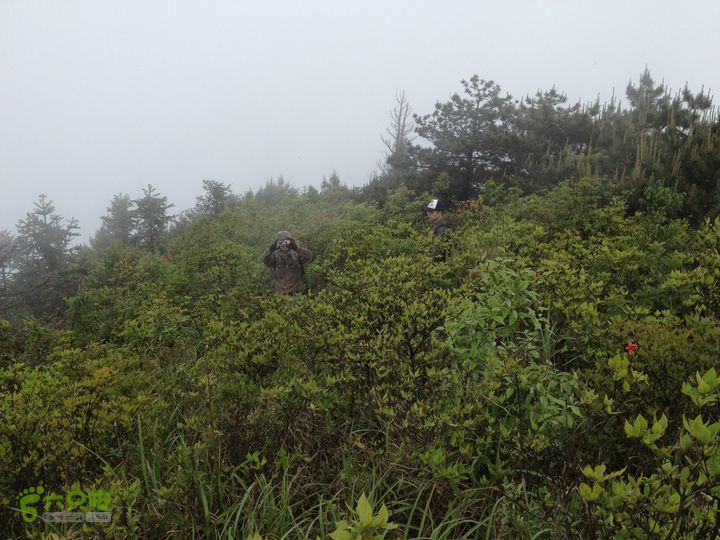 行走在玉京山脊看映山红遍照片 001