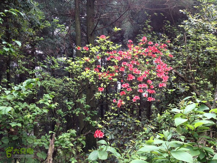 行走在玉京山脊看映山红遍照片 004