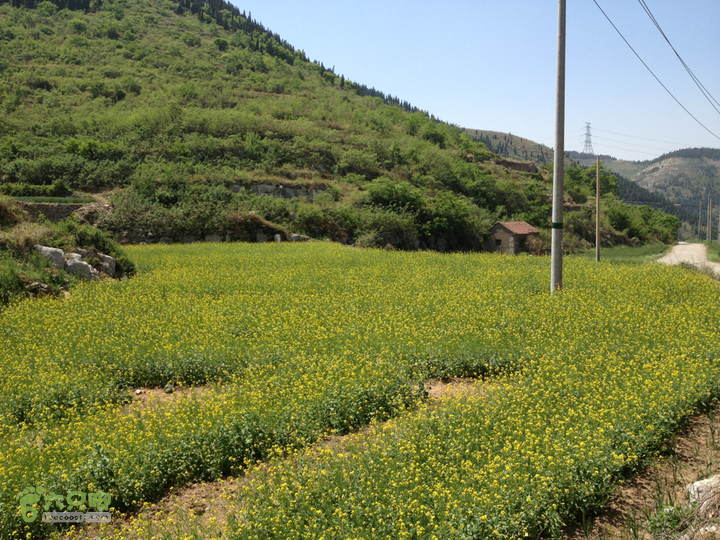 田庄水库土峪村门口油菜地