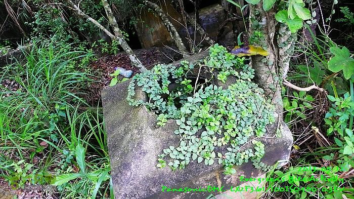 2013 05 12 中、西、上環，華富村、薄扶林古跡之旅P1540869