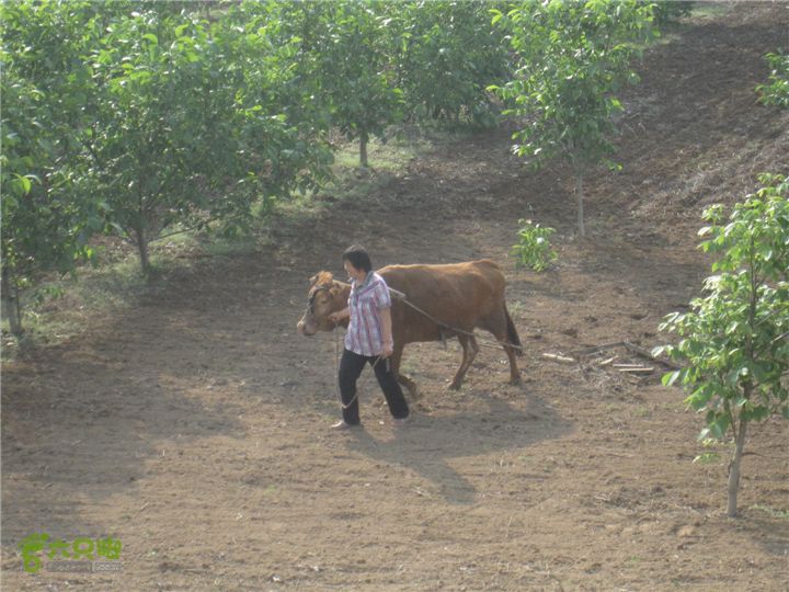 骑行探访辛弃疾故居，绕遥墙机场再走黄河大堤IMG_0257