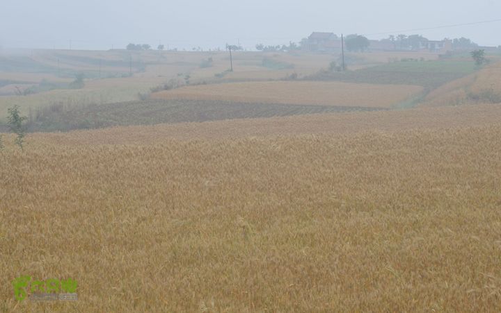 蓝田-李后乡-新房街村-三官庙-小金-铁炉-临潼DSC_0059