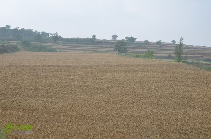 蓝田-李后乡-新房街村-三官庙-小金-铁炉-临潼DSC_0077