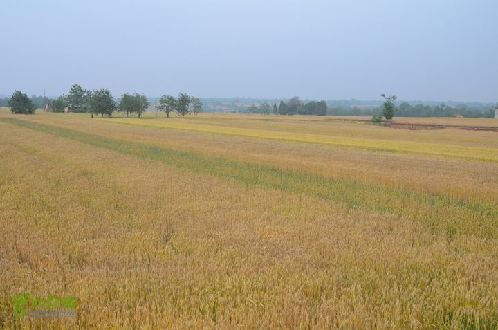 蓝田-李后乡-新房街村-三官庙-小金-铁炉-临潼DSC_0083