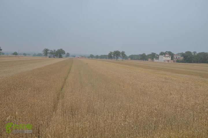 蓝田-李后乡-新房街村-三官庙-小金-铁炉-临潼DSC_0087