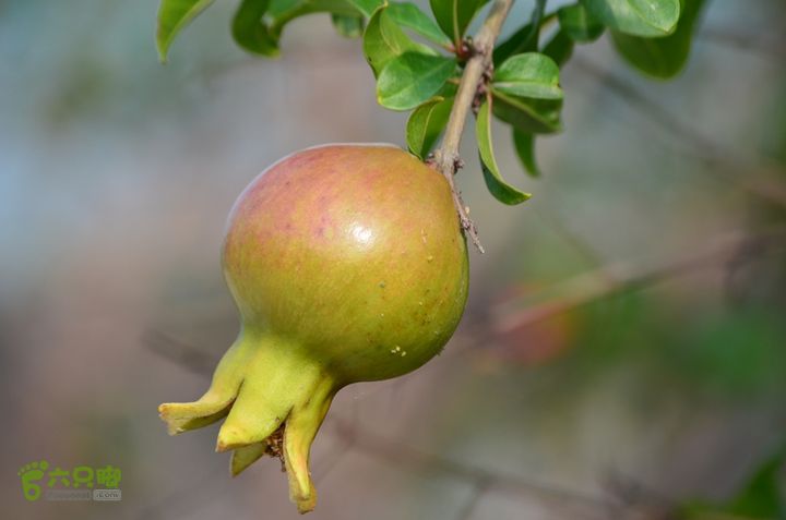 蓝田-李后乡-新房街村-三官庙-小金-铁炉-临潼DSC_0092