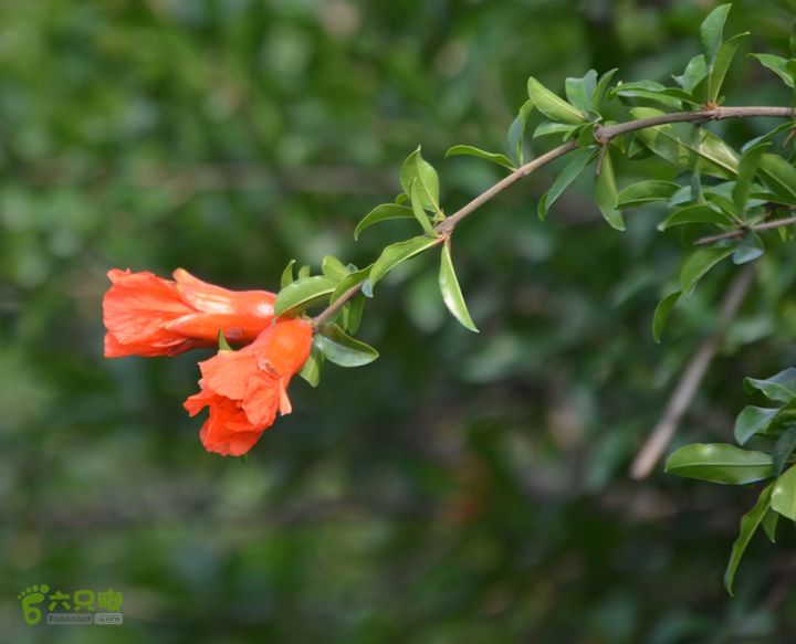 蓝田-李后乡-新房街村-三官庙-小金-铁炉-临潼DSC_0096