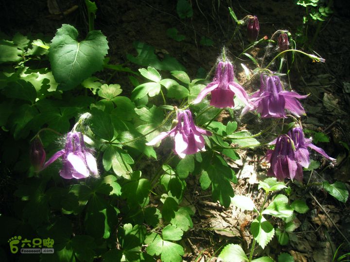天下有山延庆白草洼-野猪窝-野三峡两日重装探路第一天DSCF9309