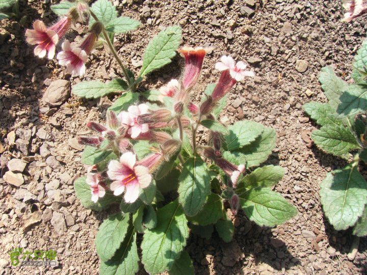 天下有山延庆白草洼-野猪窝-野三峡两日重装探路第一天DSCF9334