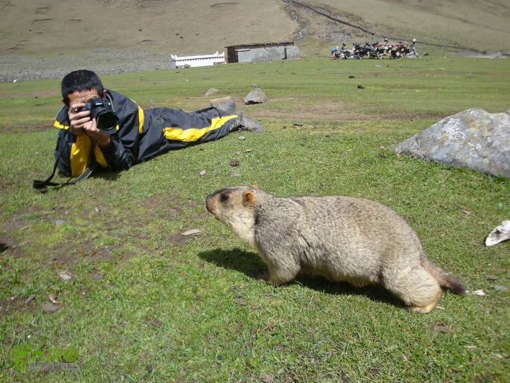 7车8人莫斯卡6日游莫斯卡-旱獭5